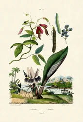 Galgant